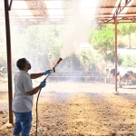 Manisa Sarıgöl’de Akabane hastalığına karşı ilaçlama