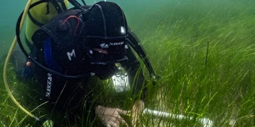 Pina ve deniz çayırları Marmara'ya hayat veriyor