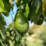 Mersin’de 22 binden fazla avokado fidanı üreticiyle buluştu